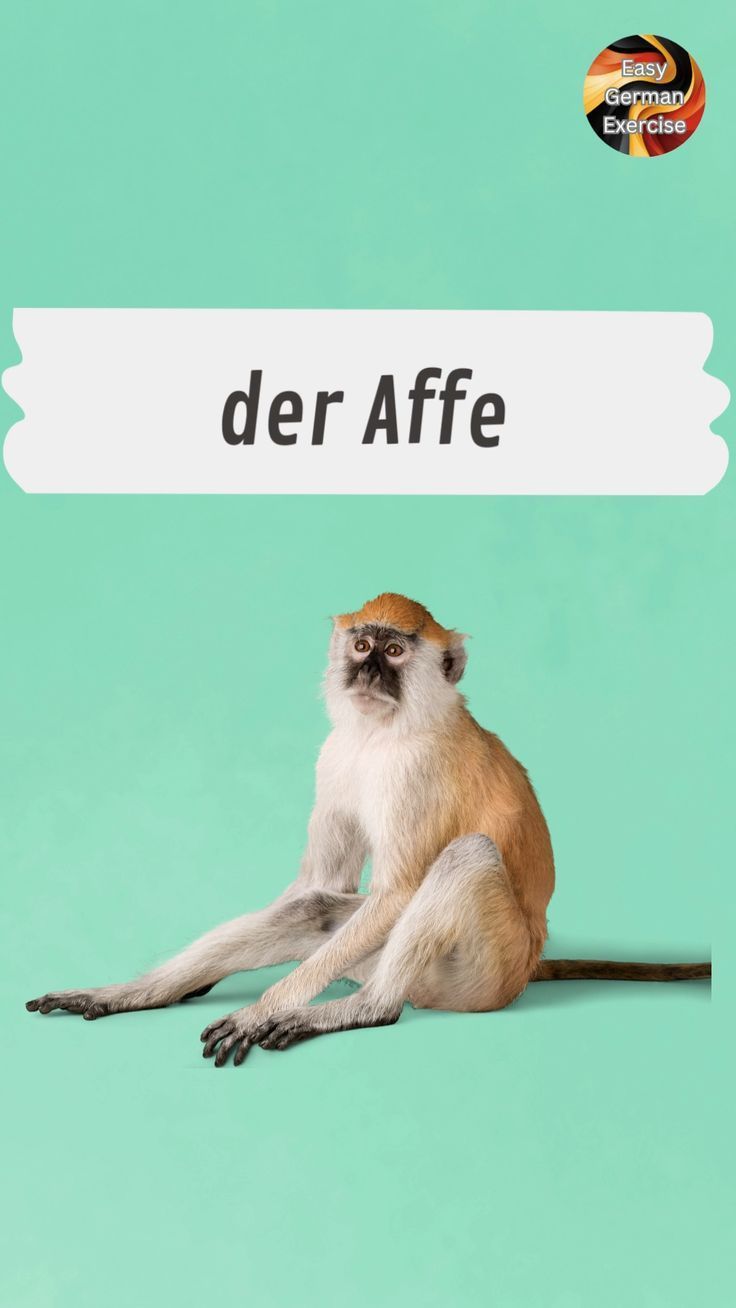 Learn German | Lerne Deutsch | Level A1 | Tiere im Dzsungel